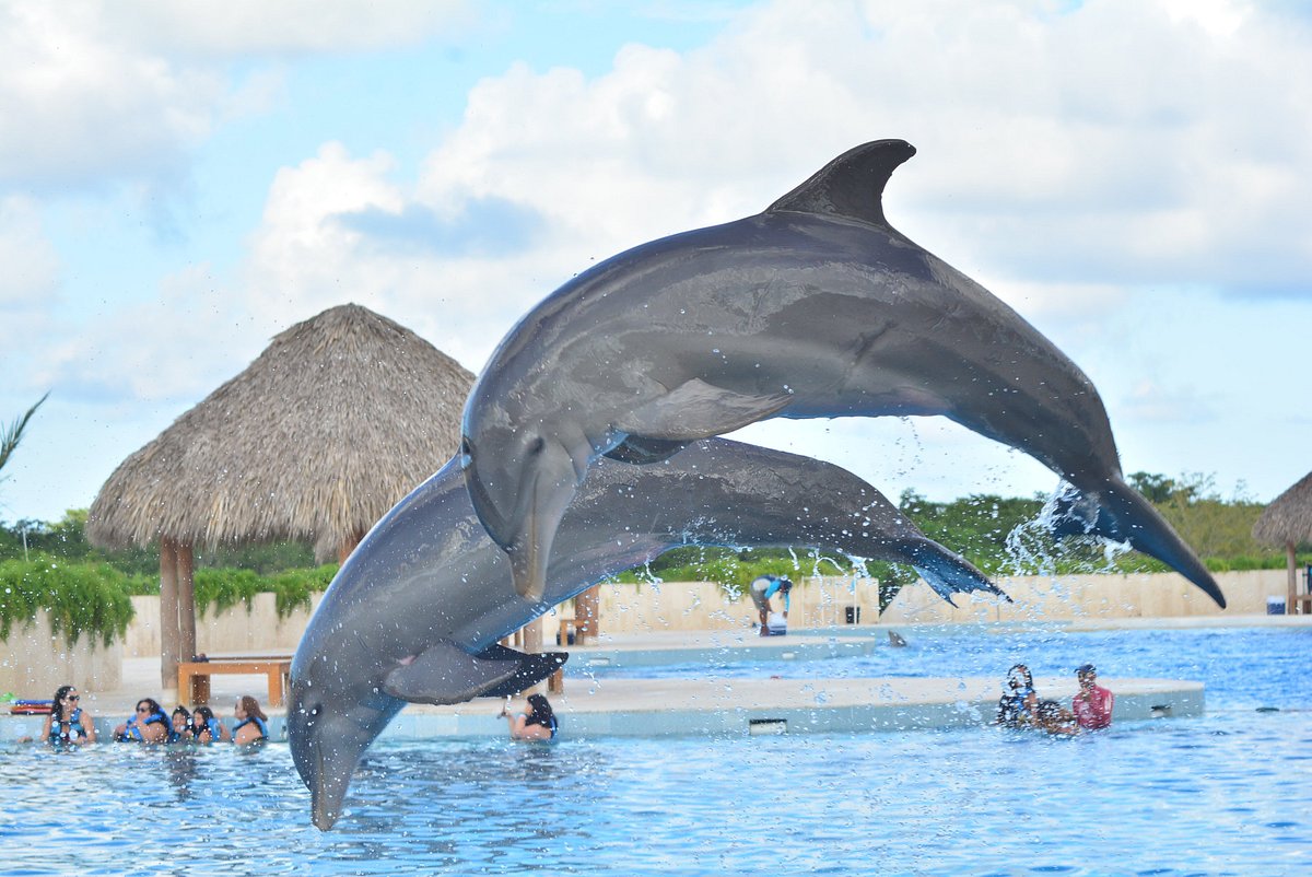 Dolphin Show in Punta Cana for your Hotel.